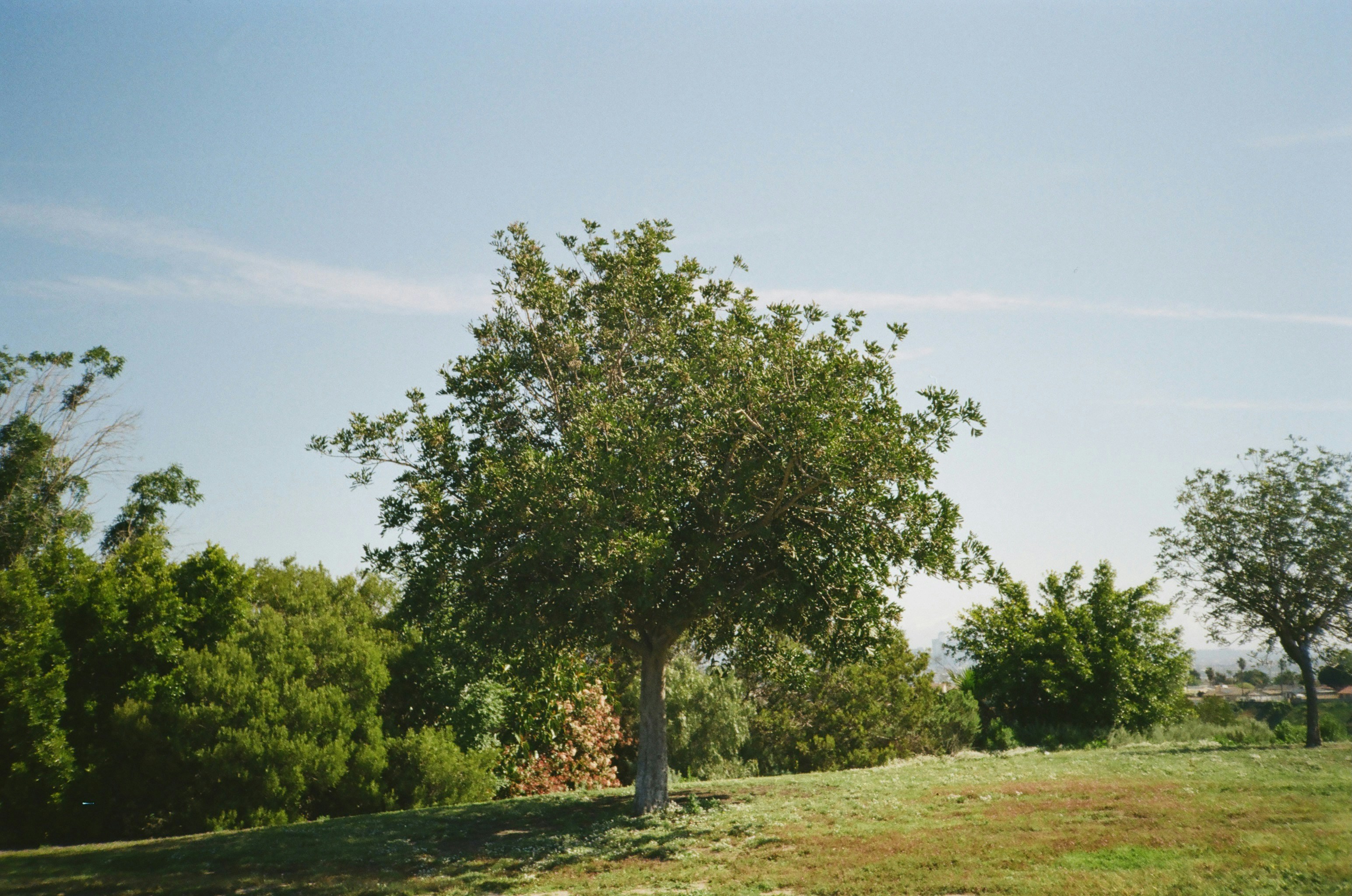 Emergency Tree Services